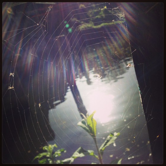 Canal cobwebs