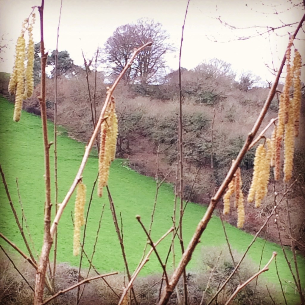 Catkins on the Camel Trail